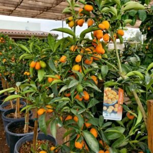 Nagami Kumquat (Citrus Fruit Plant)