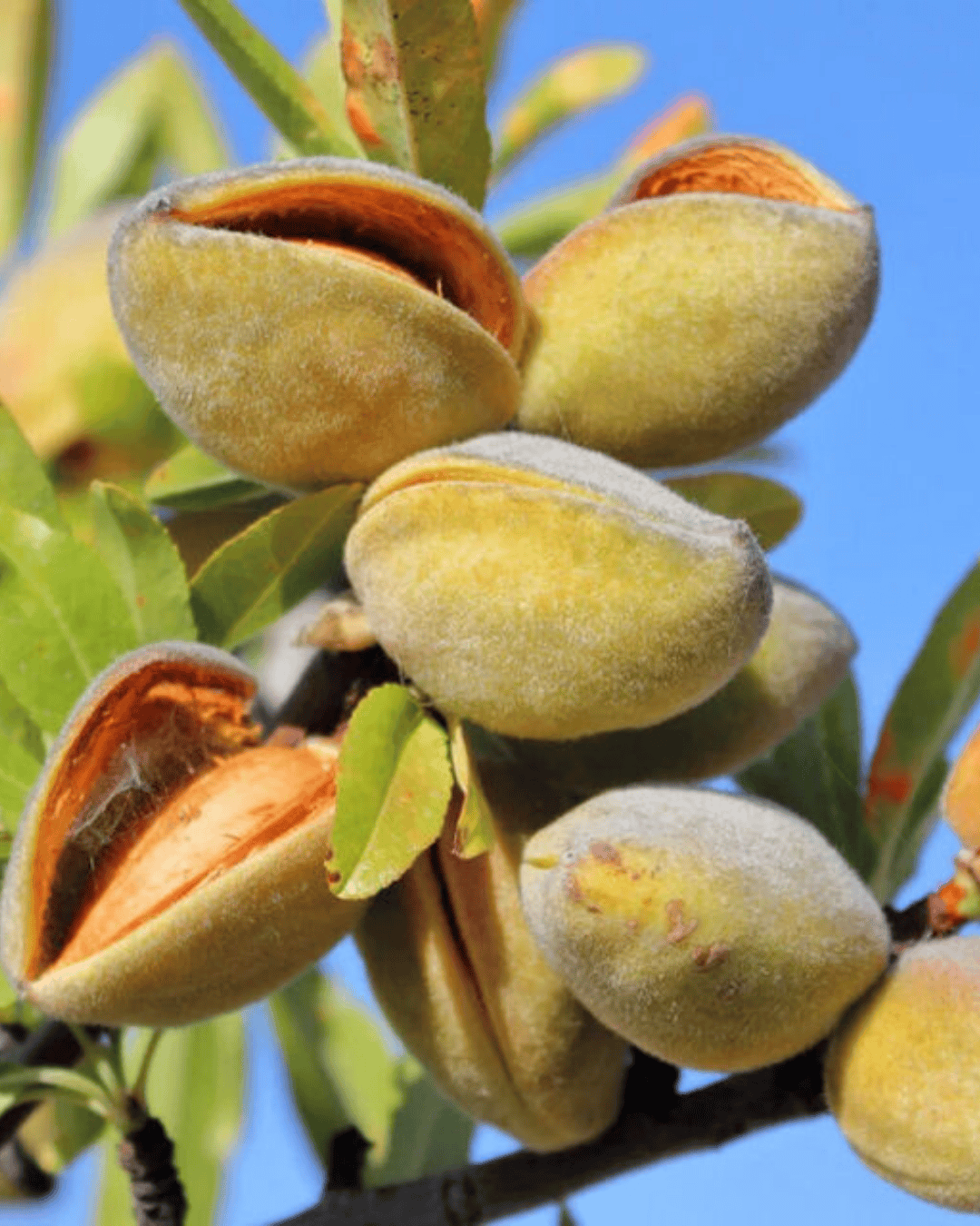 Buy Almond Badam بادام Plant Online in Pakistan | MoneyPlant.pk