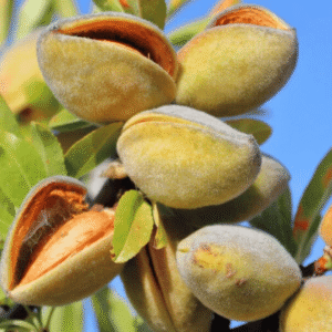 Almond (Prunus dulcis) Badam Tree