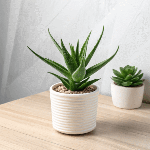 Aloe Vera (Healing Properties) Plant