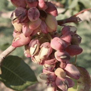 Pistachio پستہ (Pistacia Vera) Pista Plant