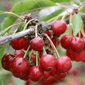 Cherry چیری (Prunus avium) Plant