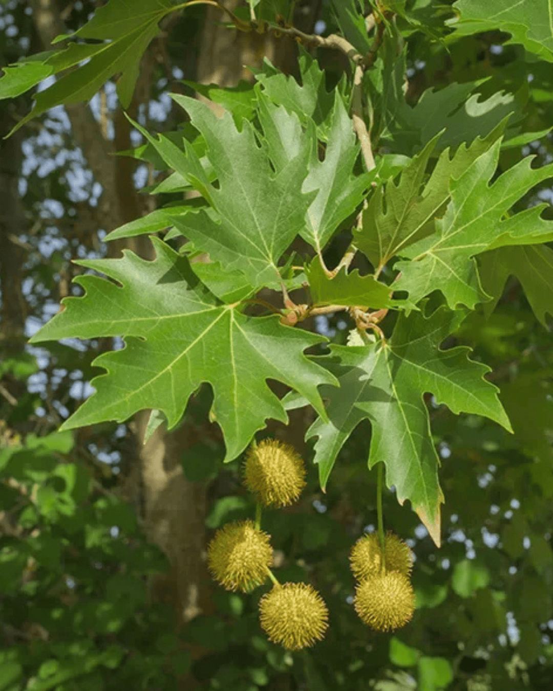 Chinar / Oriental Plane چنار tree (Platanus orientalis)