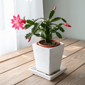 Christmas Cactus (Schlumbergera bridgesii)