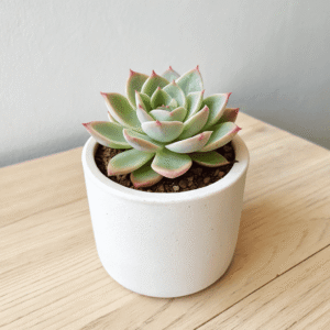 Echeveria (Echeveria elegans & hybrids)