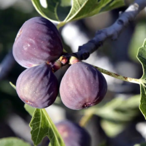 Fig Plant (Anjeer) - Ficus carica