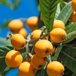 Grafted Loquat (Eriobotrya japonica) Plant