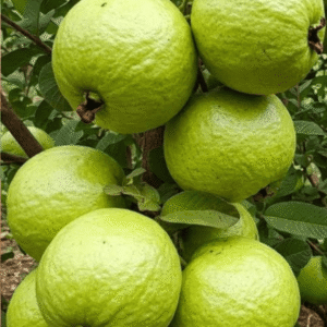 Guava (Psidium guajava) Grafted Amrood Plants
