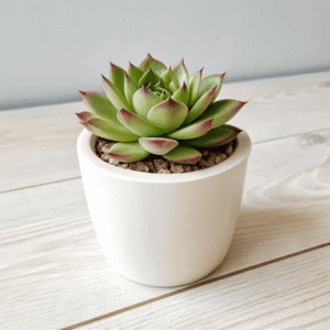 Houseleek (Sempervivum tectorum)