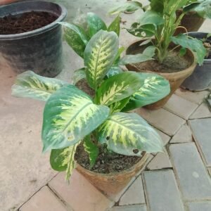 Dieffenbachia seguine (Dumb Cane) Plants