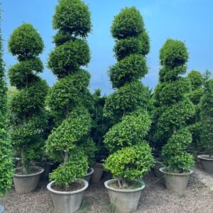 Manichr Ficus Spiral (Bonsai & Topiary) Plants