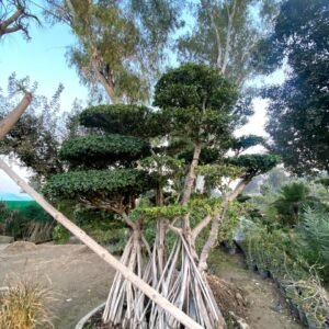 Ficus Bonsai & Topiary Beautiful Tree (Twelve)