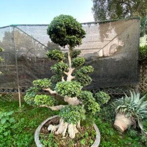 Ficus Bonsai & Topiary Beautiful Tree (Ten)