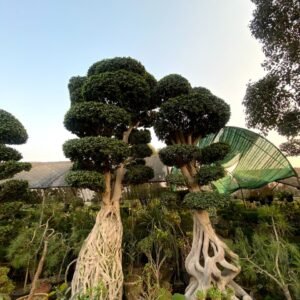 Ficus Bonsai & Topiary Beautiful Tree (Nine)