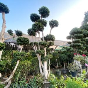 Ficus Bonsai & Topiary Beautiful Tree (Eight)
