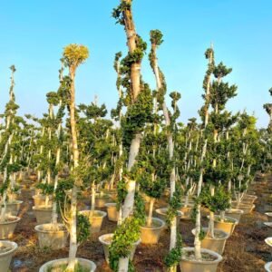 Grafted Ficus Spiral Plants Plants (Six)