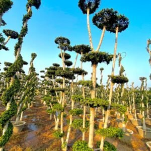 Grafted Ficus Bonsai Beautiful Plants (Five)
