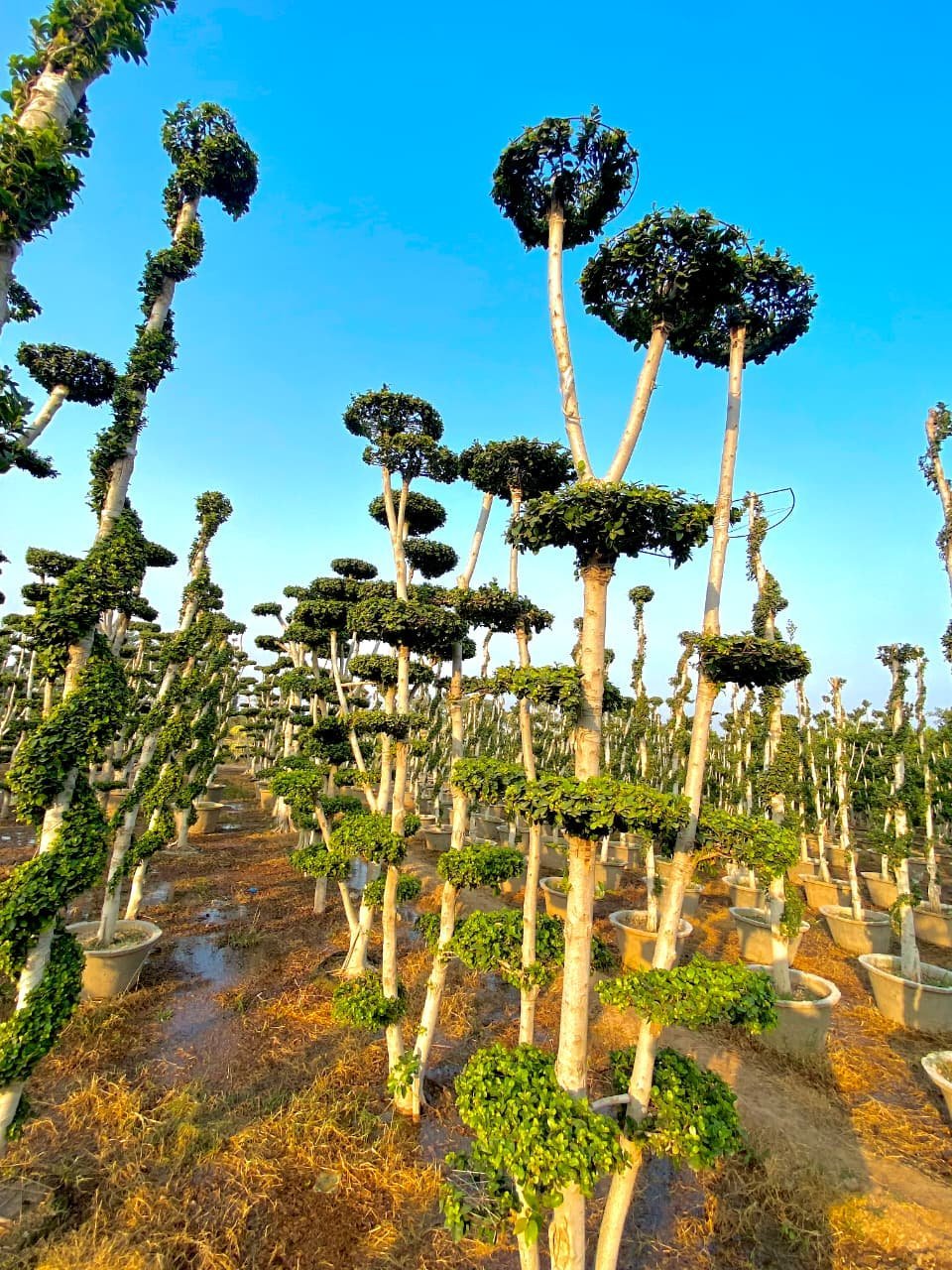Grafted Ficus Bonsai Beautiful Plants (Five)