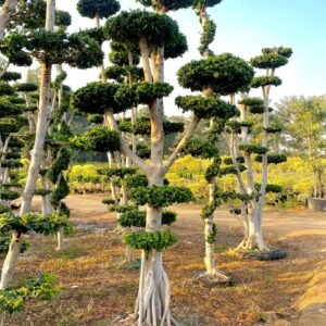 Grafted Ficus Bonsai & Topiary Plants (Four)