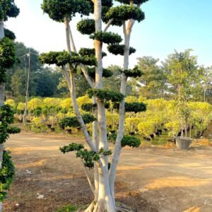 Grafted Ficus Topiary & Bonsai Plant (Three)