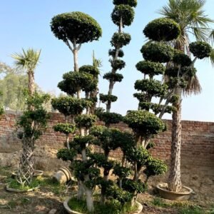 Ficus Bonsai & Topiary Beautiful Tree (Two)