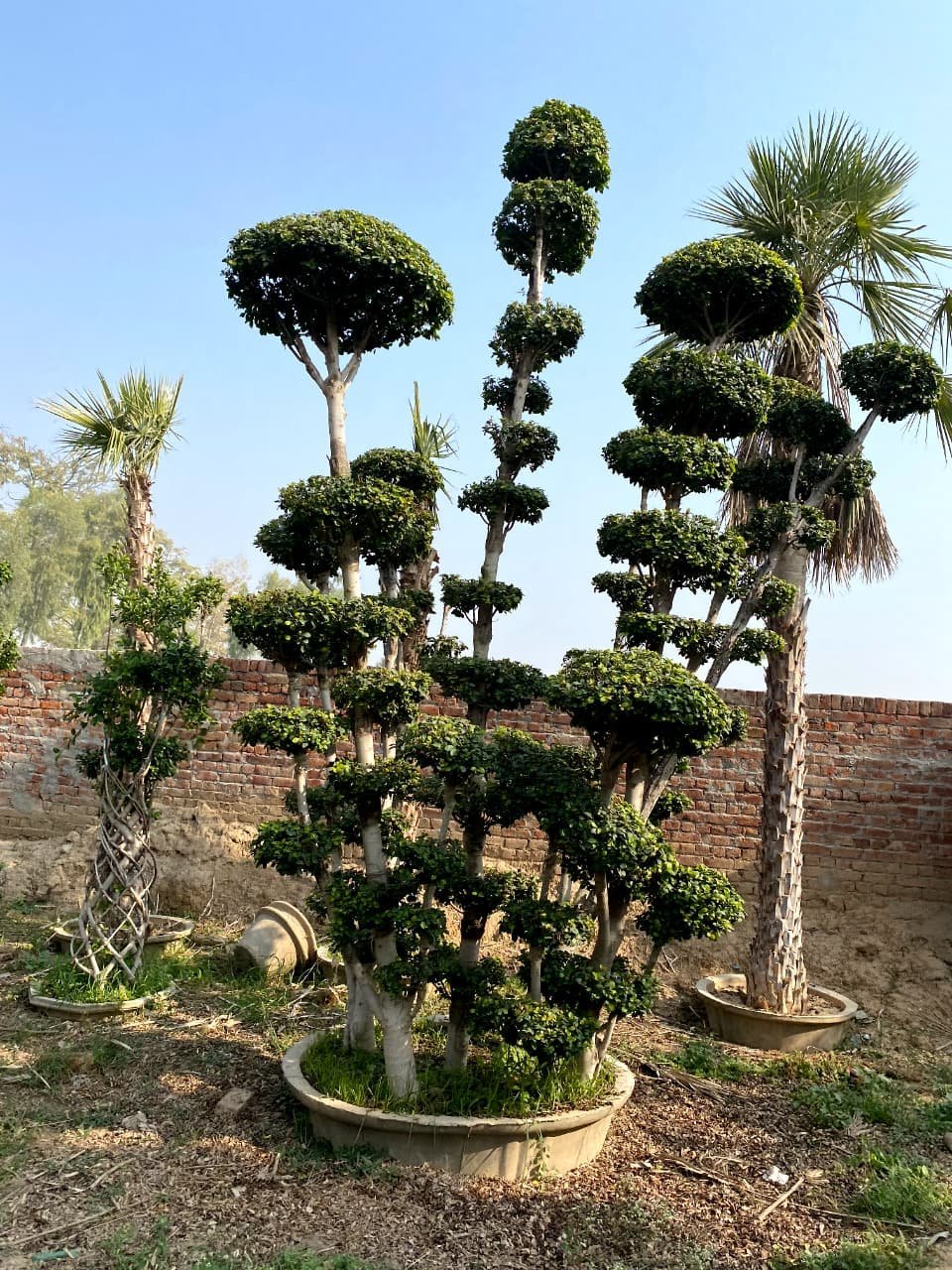 Ficus Bonsai & Topiary Beautiful Tree (Two)