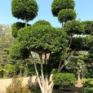 Giant Banyan Root Ficus Topiary