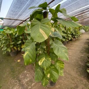 Golden Pothos (Money Plant)