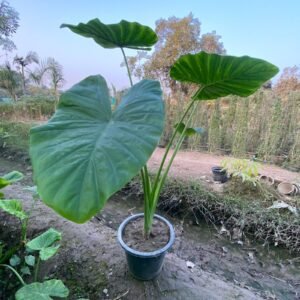 Alocasia (Elephant Ear) Plants