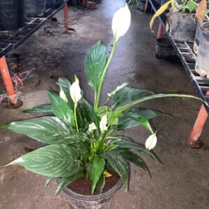 Peace Lily (Spathiphyllum) Plants