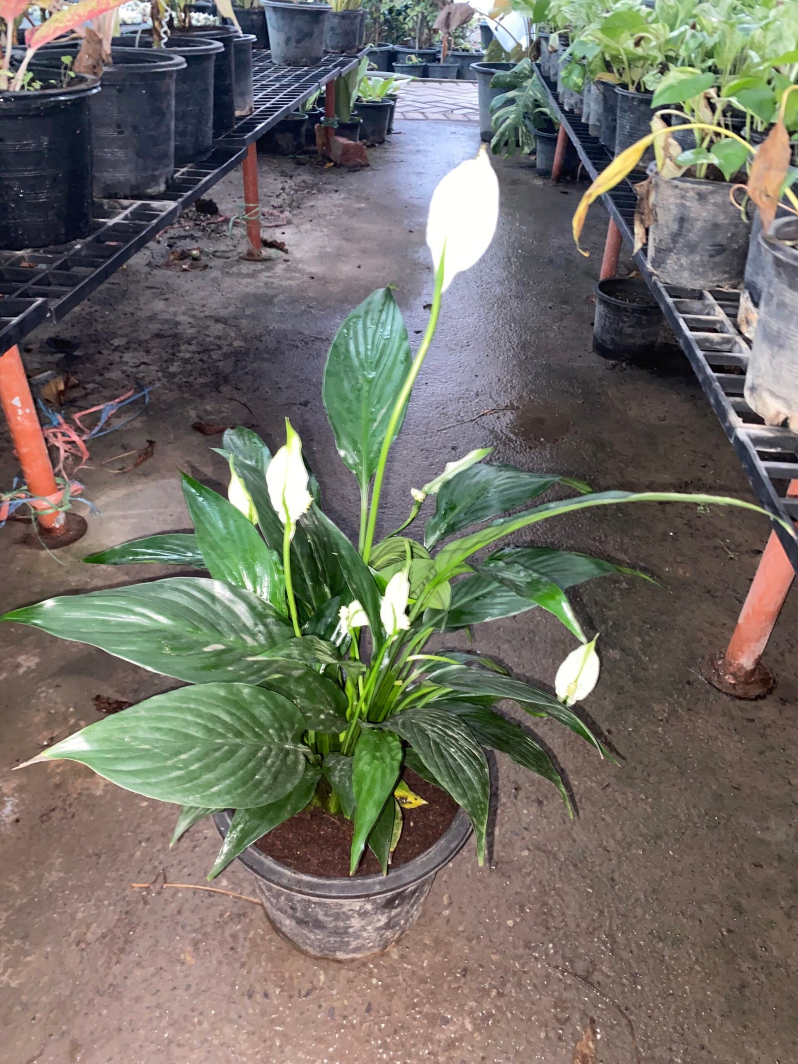 Peace Lily (Spathiphyllum) Plants