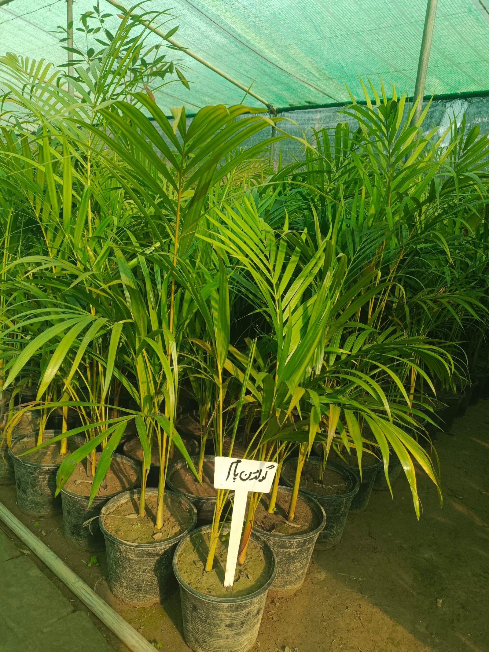 Golden Palm (Dypsis lutescens) Yellow Palm Tree