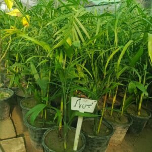 Cane Palm (Rhapis excelsa) Lady Palm Tree