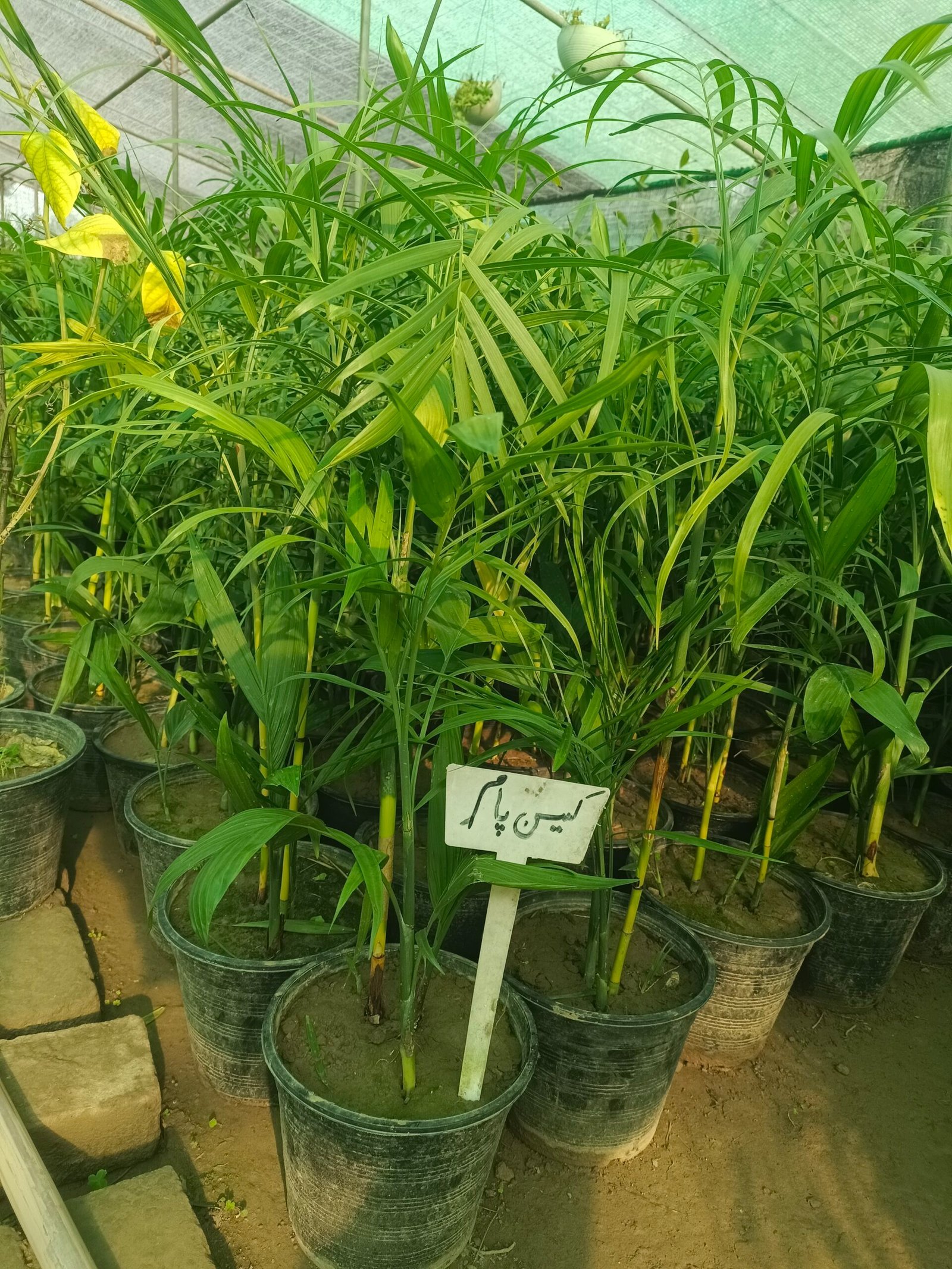 Cane Palm (Rhapis excelsa) Lady Palm Tree