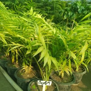 American Palm (Washingtonia robusta) Fan Palm Tree