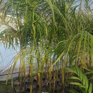 Bottle Palm (Hyophorbe lagenicaulis) Tree