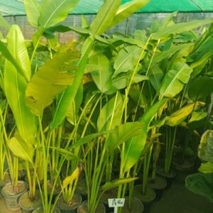 Banana Palm (Musa Acuminata) Banana Leaf Plant