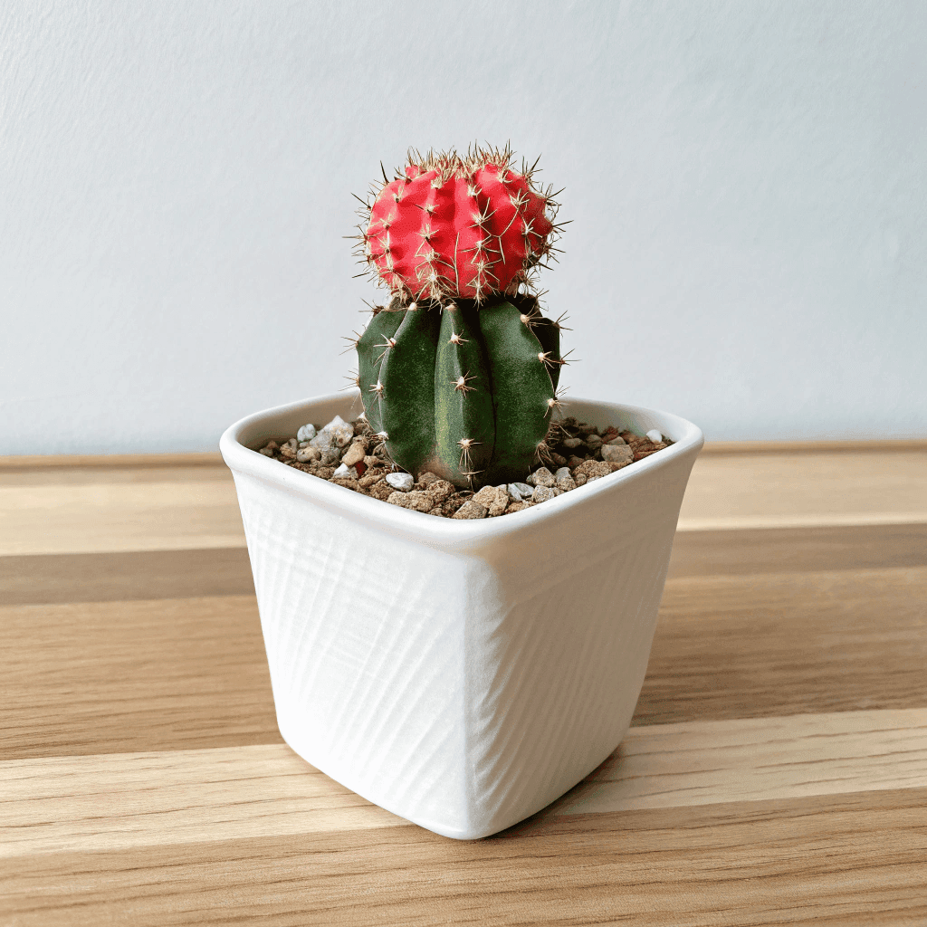 Moon Cactus (Gymnocalycium mihanovichii) Plant