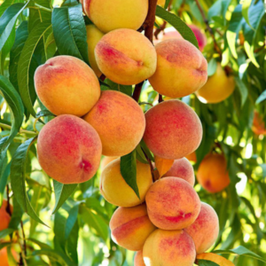 Peach (Adoo) Plant - Fruit Plant