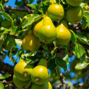 Pear Tree (ناشپاتی) Nashpati Plant