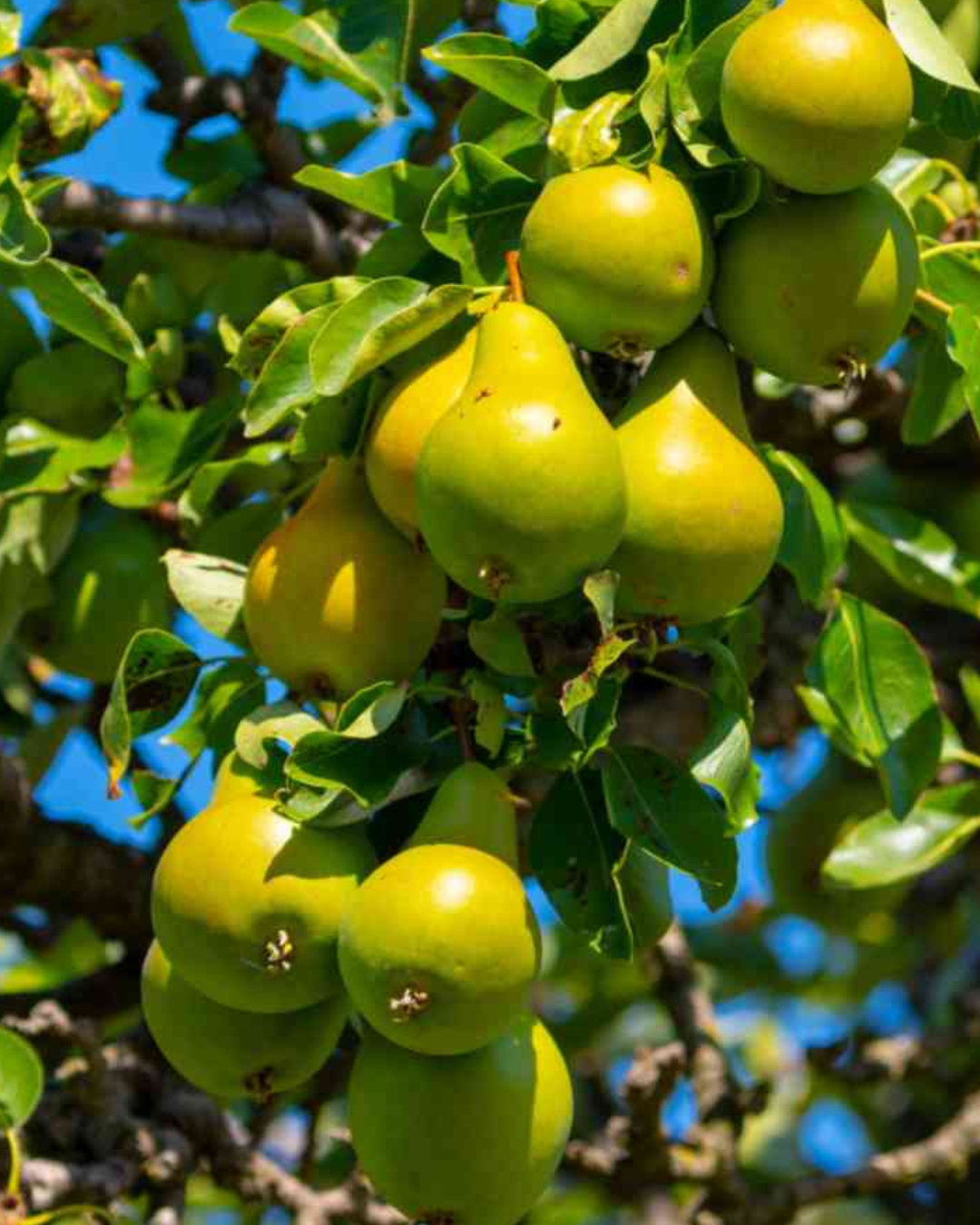 Pear Tree (ناشپاتی) Nashpati Plant