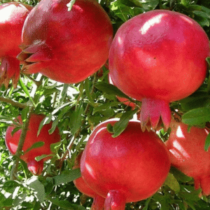 Pomegranate انار Plant (Punica granatum) – Grafted Variety