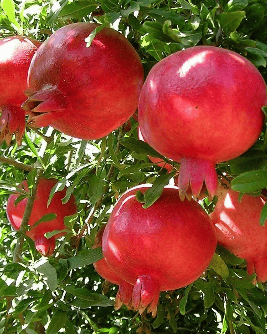 Pomegranate انار Plant (Punica granatum) – Grafted Variety