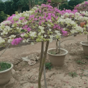 Bougainvillea (Bicol Variety) Plant