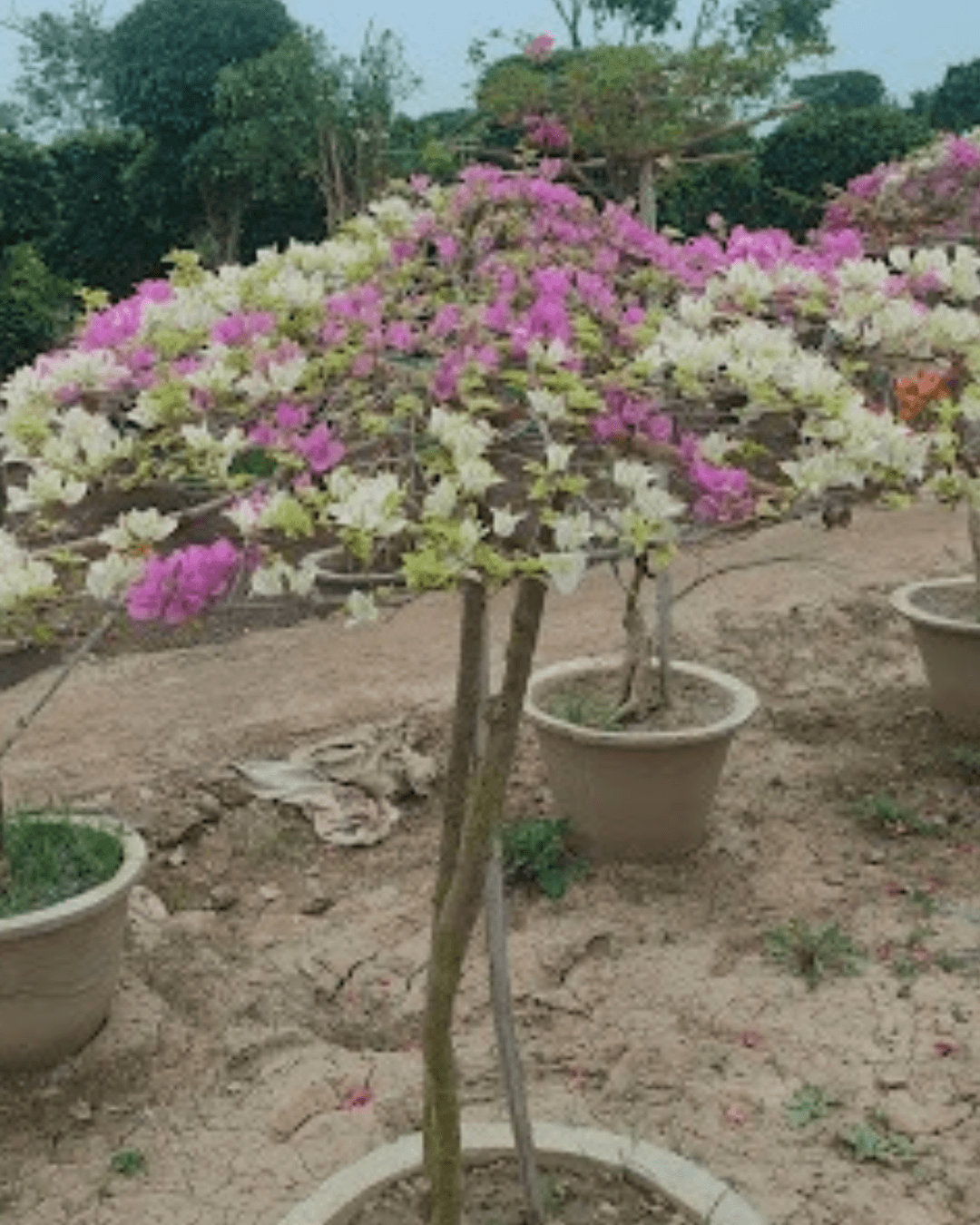 Bougainvillea (Bicol Variety) Plant