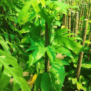 Dragon Tail Monstera (Epipremnum pinnatum) Plants