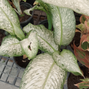 Dieffenbachia seguine (Dumb Cane) Plants