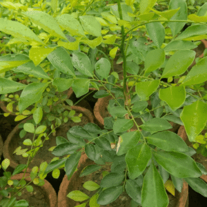 Orange Jessamine (Murraya) Plant
