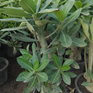 Adenium (Desert Rose) Flowering Plants