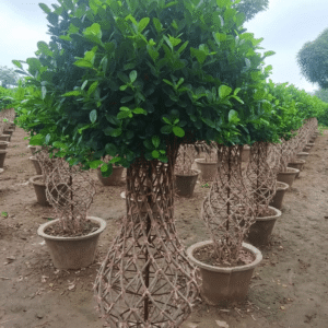 Sami Mnature Ficus Grill (Bonsai & Topiary) Plants